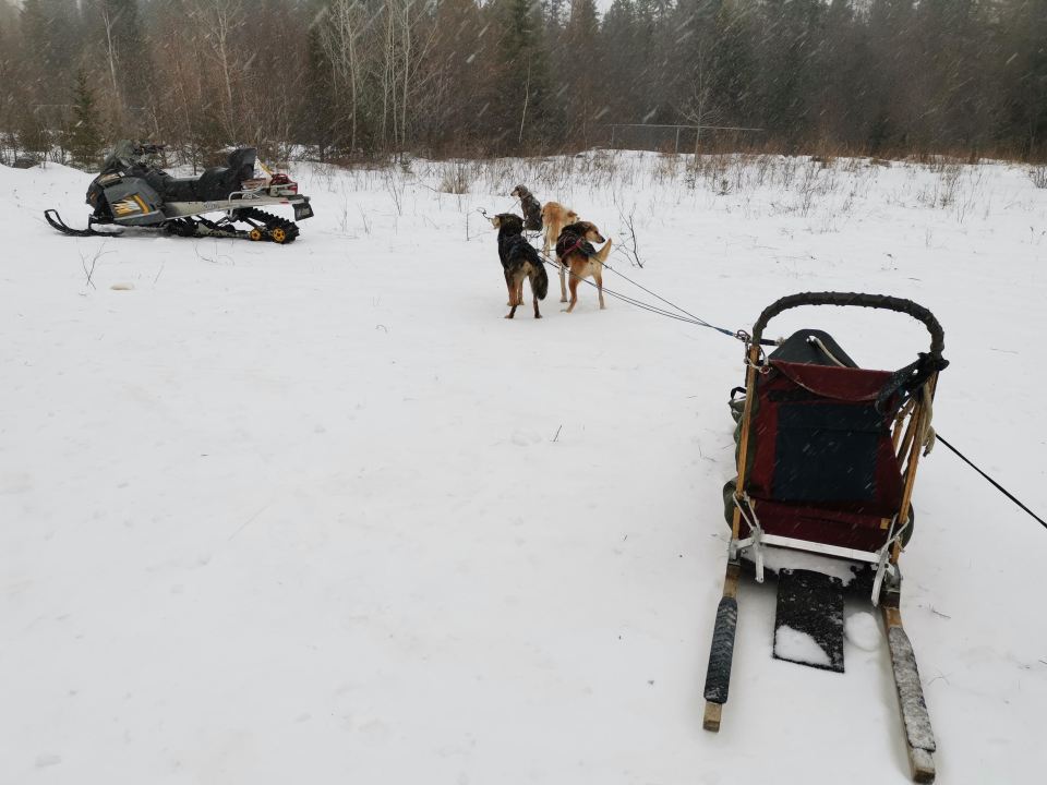 balade en chien de traineau dans les Laurentides