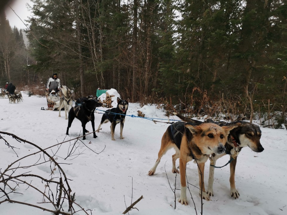 balade en chien de traineau dans les Laurentides