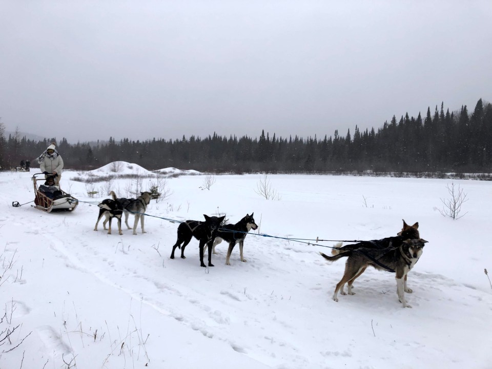 balade en chien de traineau dans les Laurentides