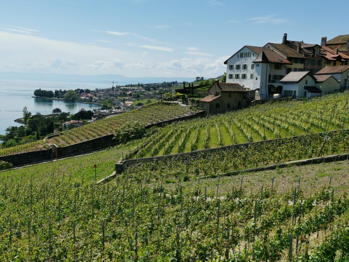 La randonnée dans les Terrasses de Lavaux entre Cully est splendide. Des vignes à perte de vue avec en toile de fond le lac Léman.