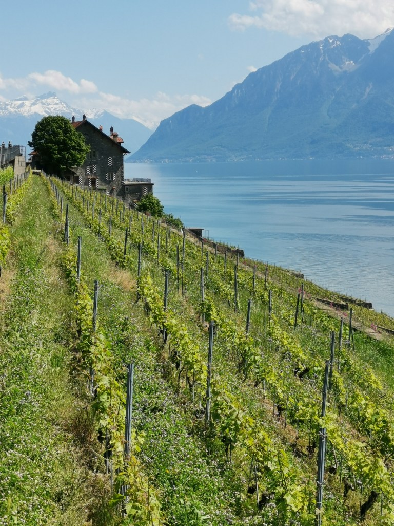 randonnée : Epesses- Rivaz