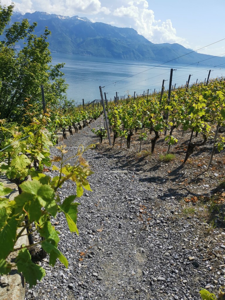 La randonnée dans les Terrasses de Lavaux entre Cully et Rivaz. 