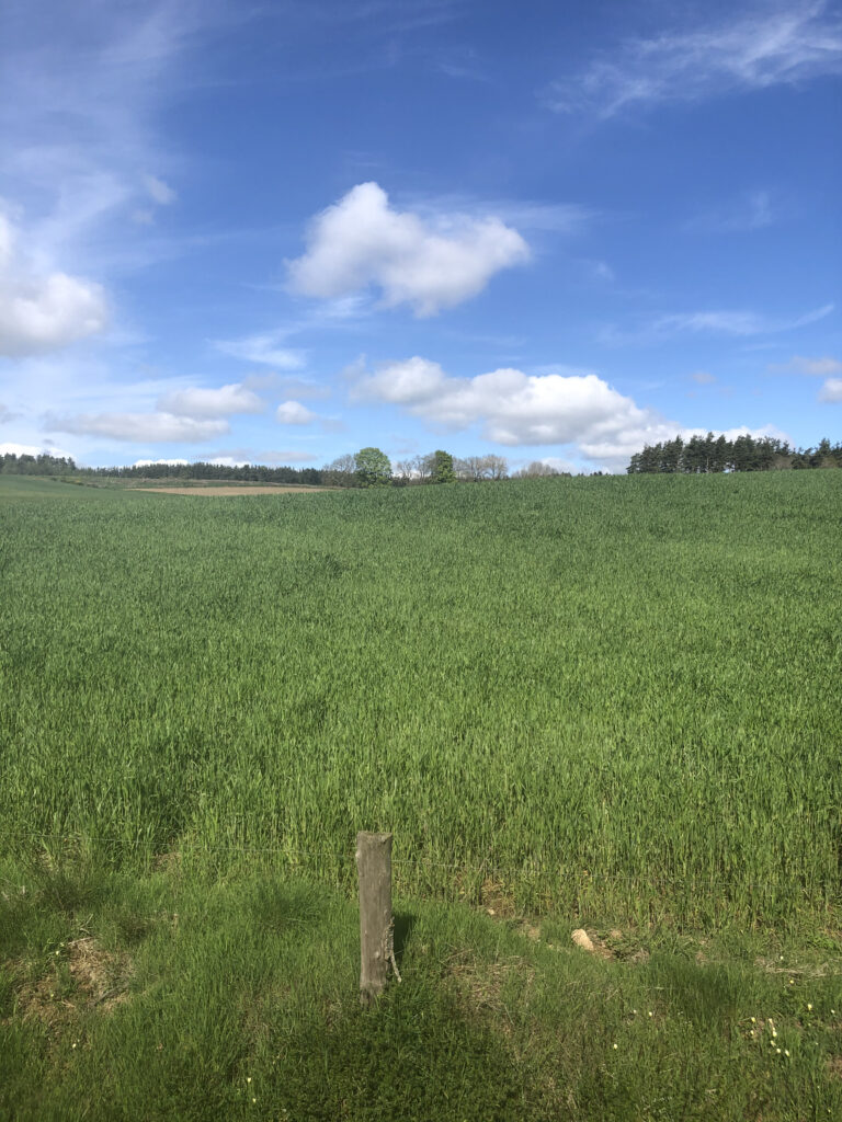 forêts de Haute Loire