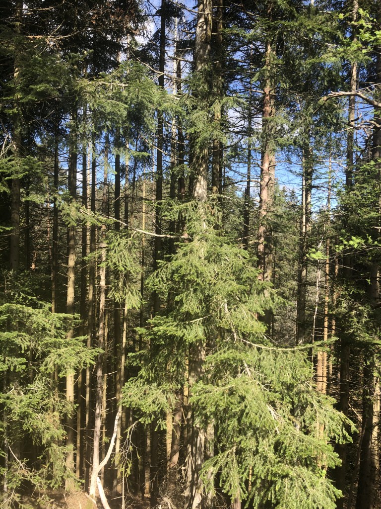 forêts de Haute Loire