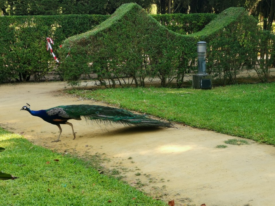 visiter l’Alcazar de Séville