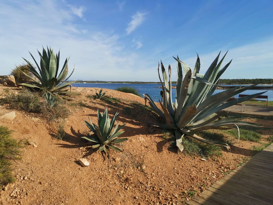 Salins de Colonia de Sant Jordi au Sud de Majorque