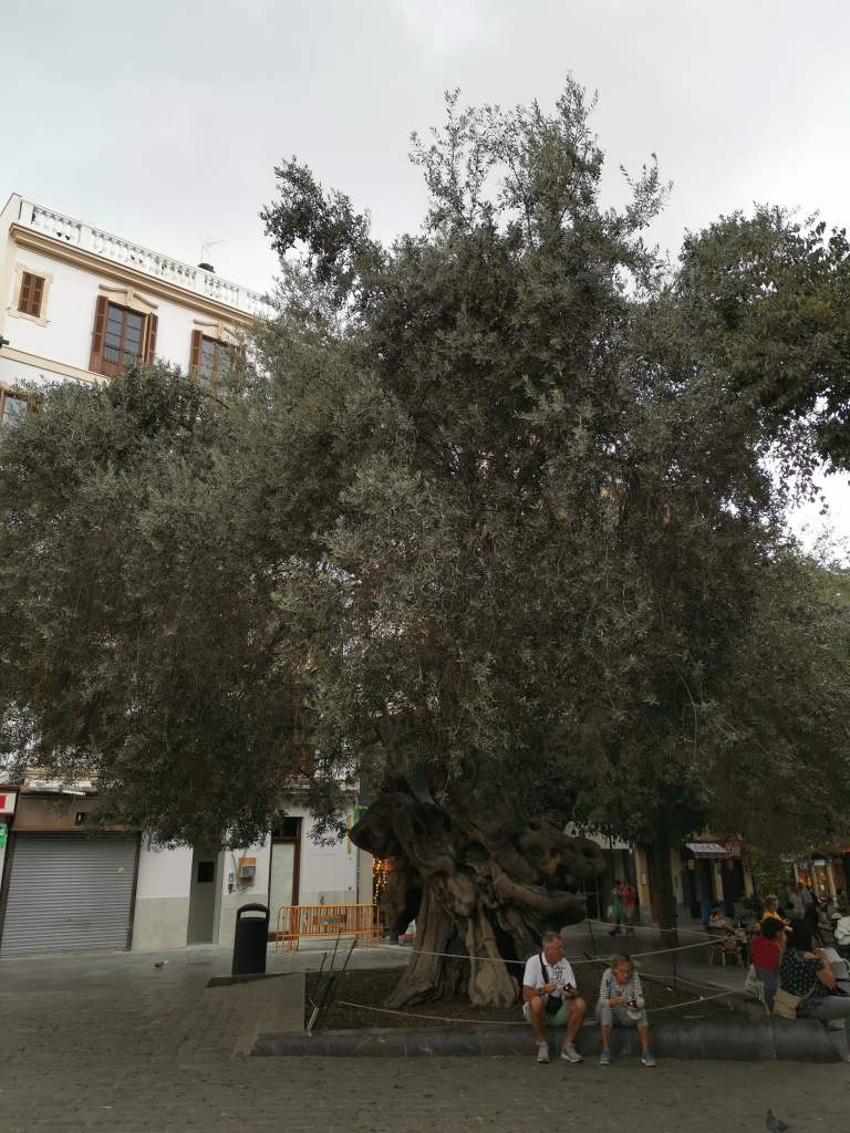 Visiter Palma de Majorque 