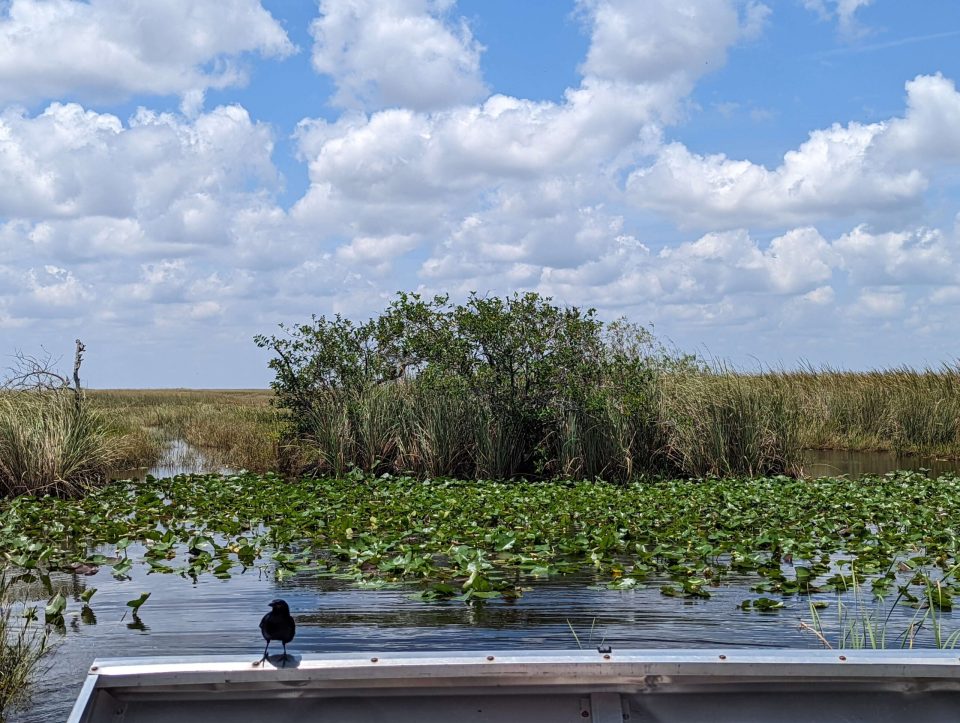 airboat Everglades