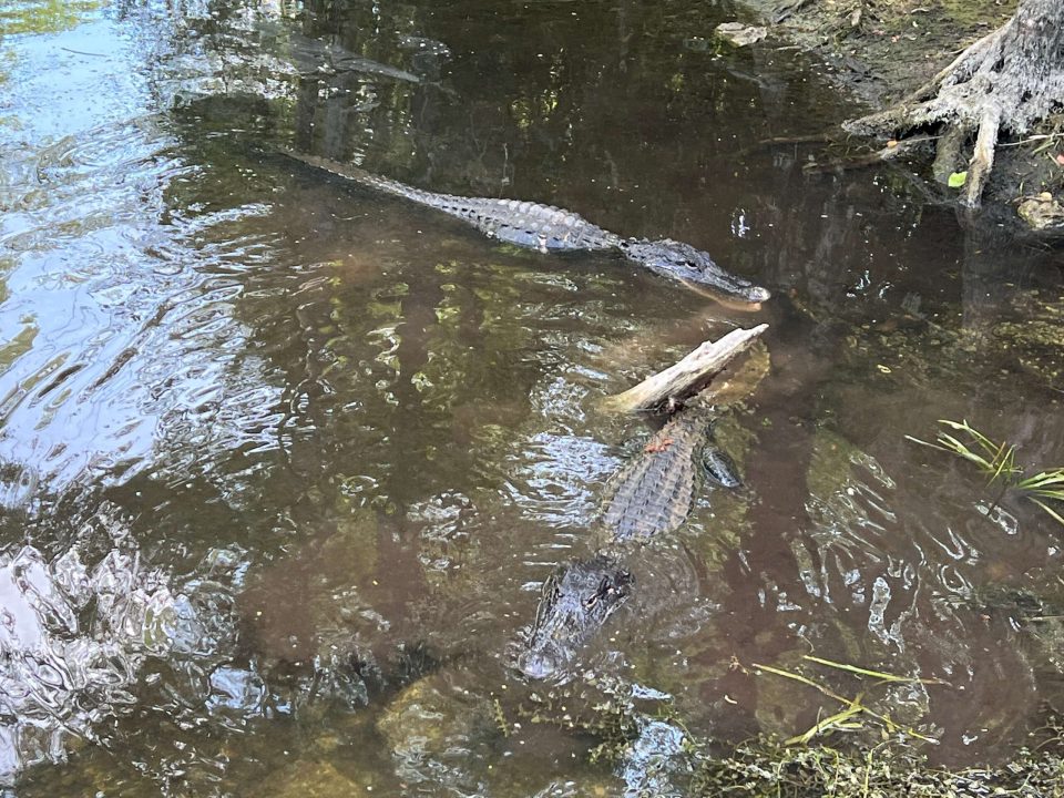Loop scenic road Everglades