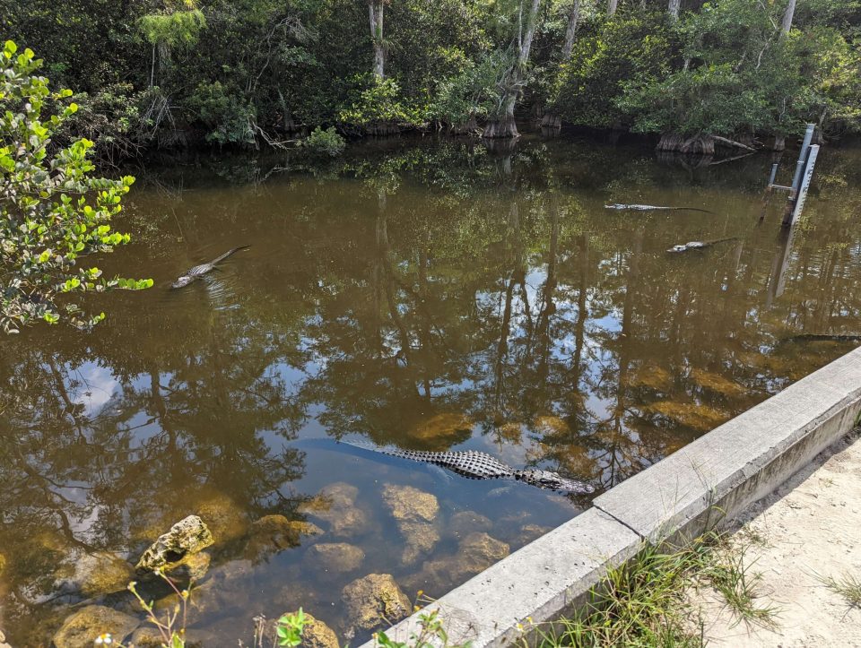 Loop scenic road Everglades