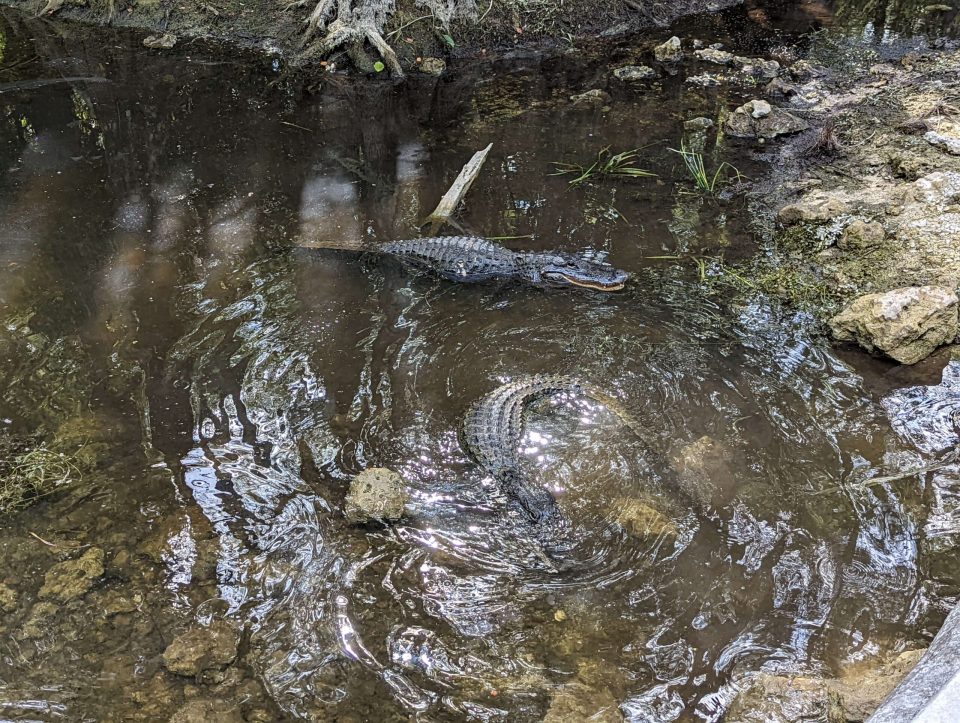 Loop scenic road Everglades
