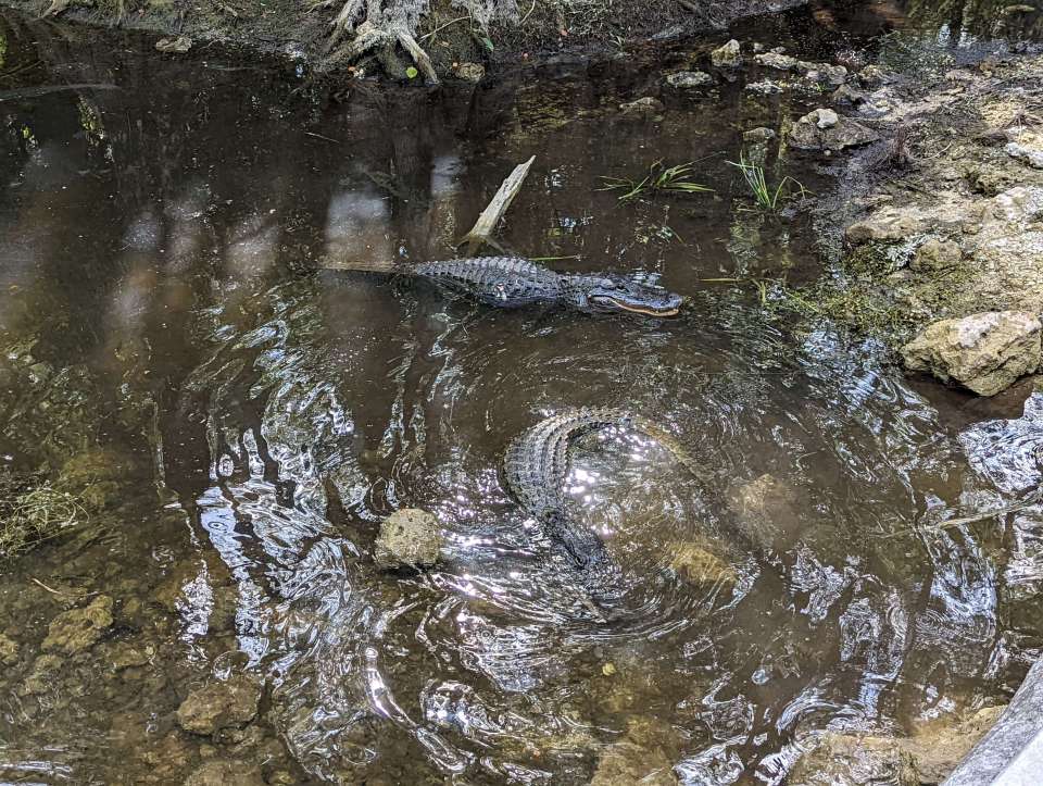 Loop scenic road Everglades