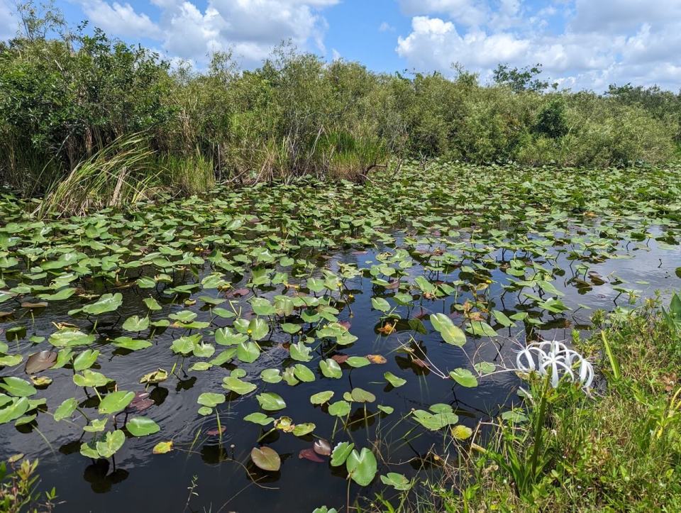 parc national des Everglades