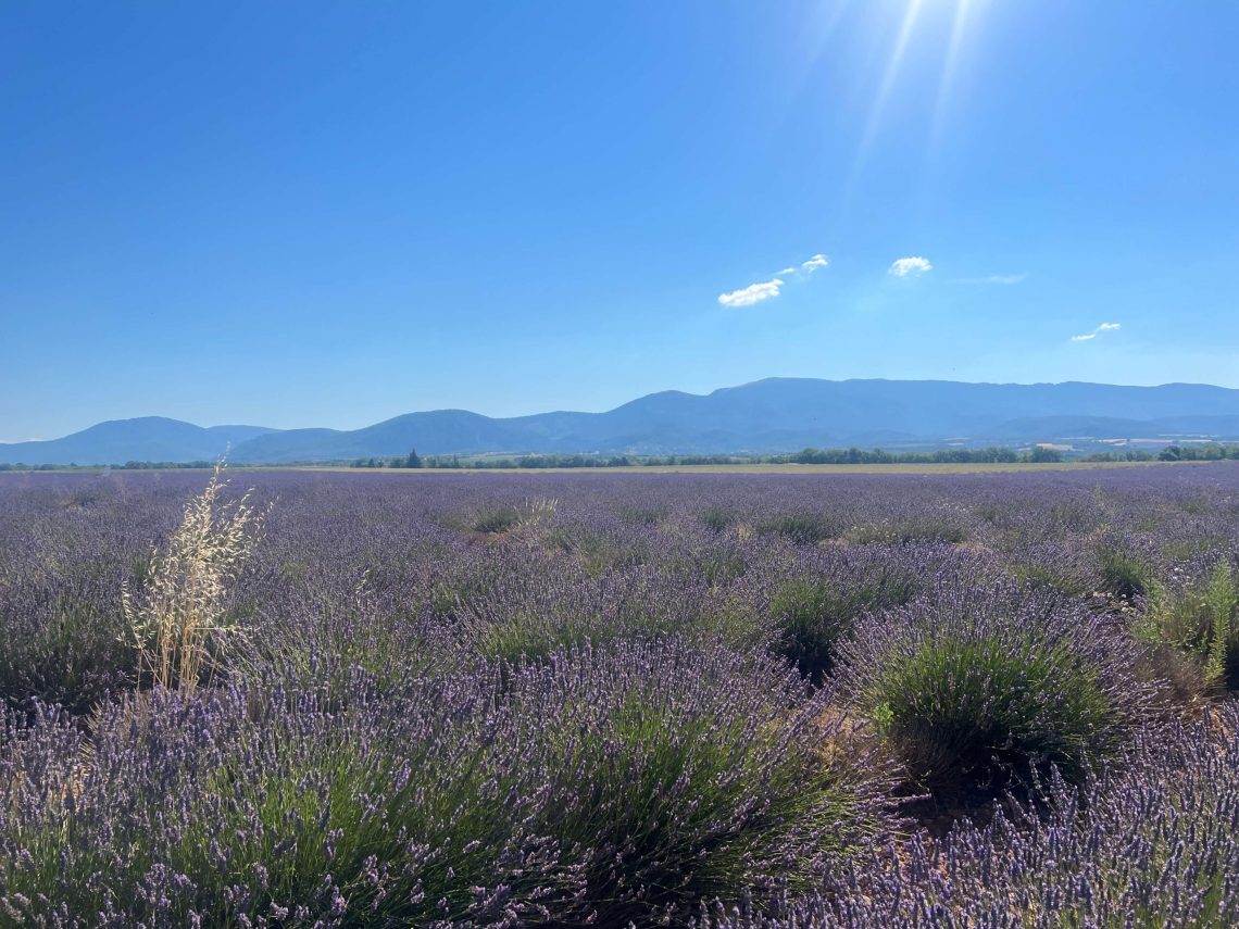 champs de lavande à Puimoisson