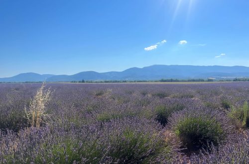 champs de lavande à Puimoisson