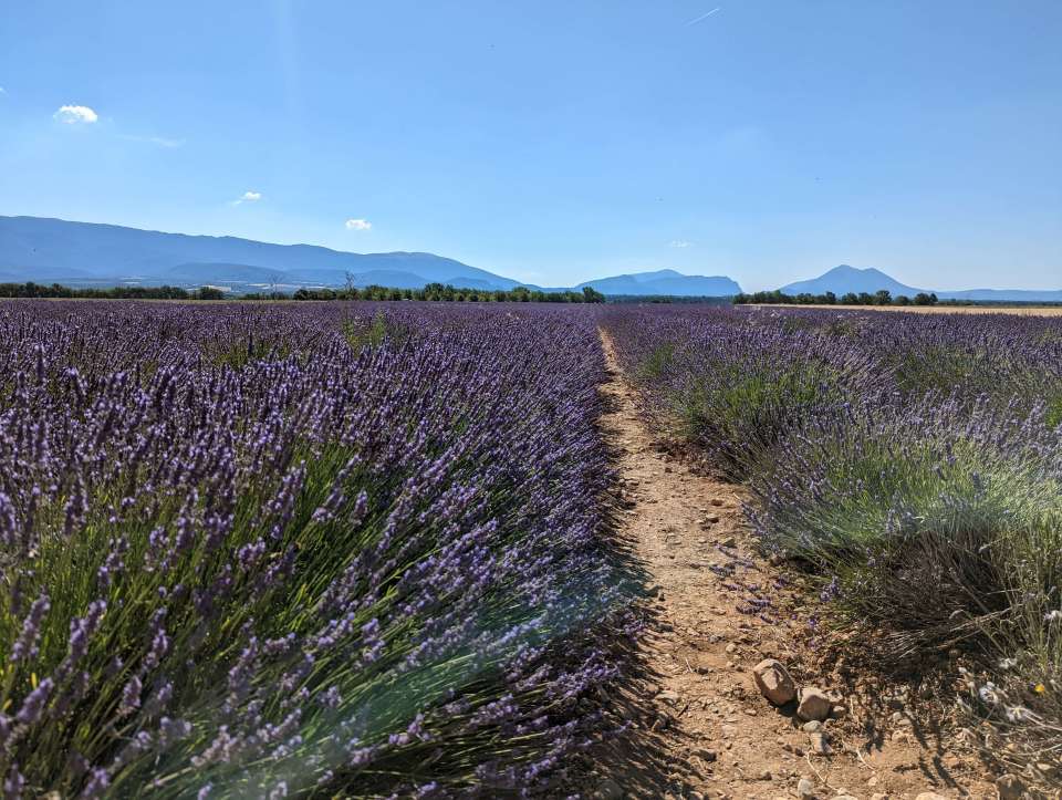 champs de lavande à Puimoisson