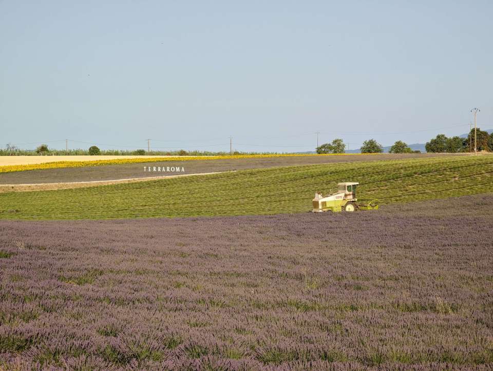 récolte de la lavande à Valensole