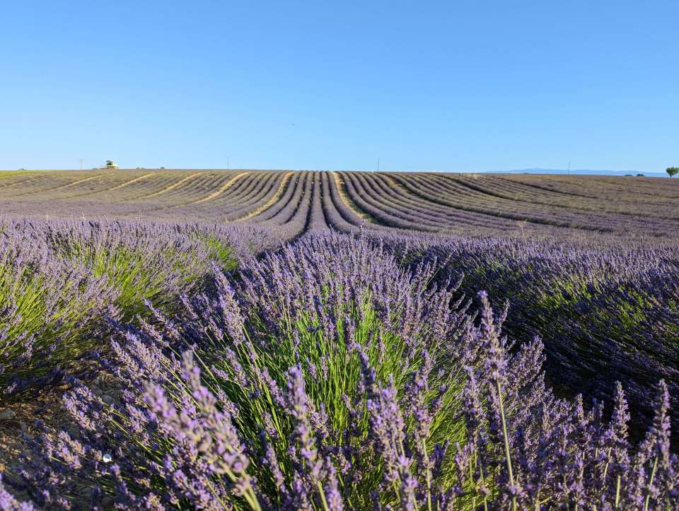 champs de lavande à Valensole