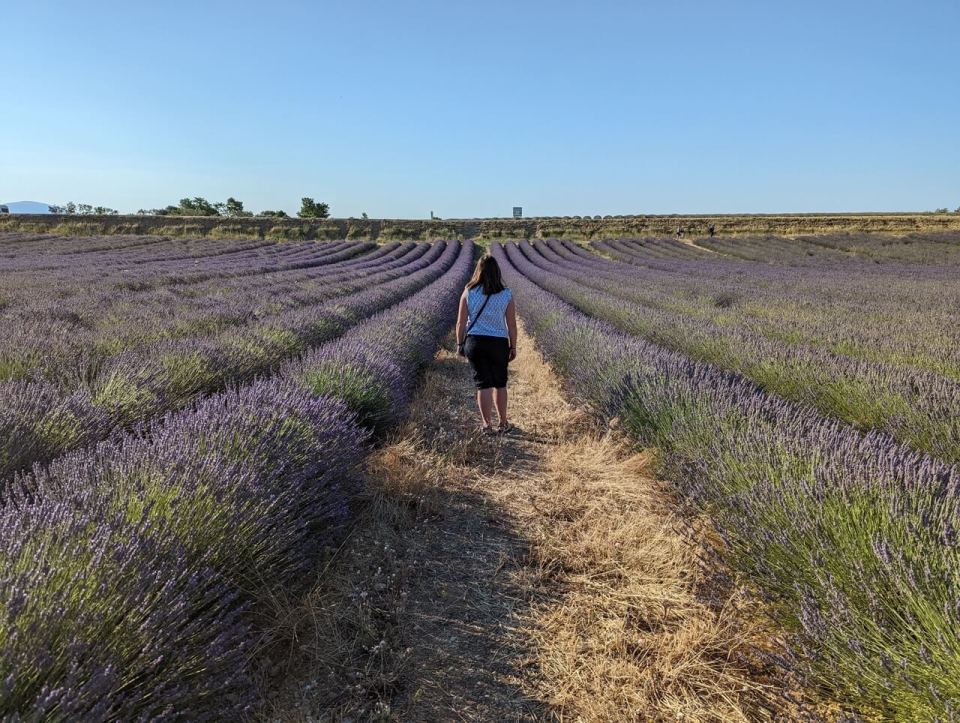 champs de lavande à Valensole