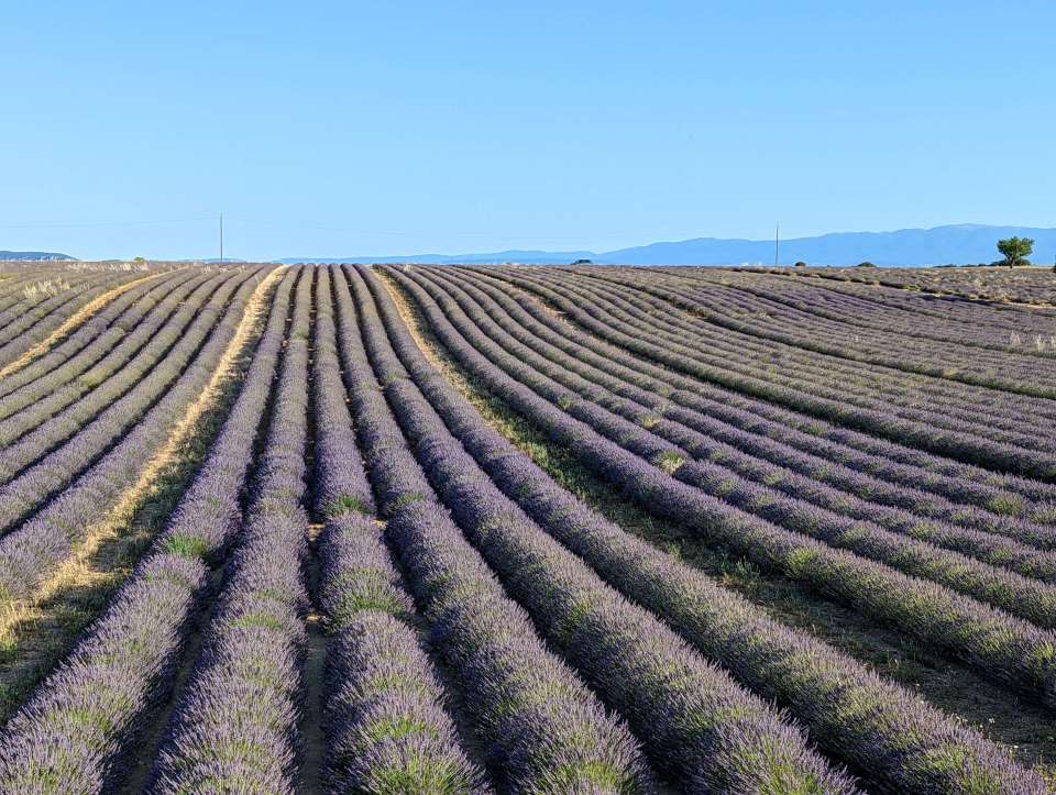 champs de lavande à Valensole