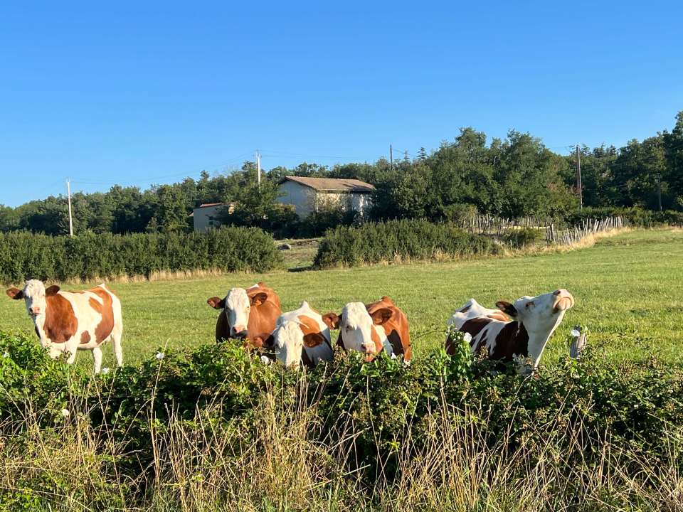 vaches dans un pré en Ardèche 