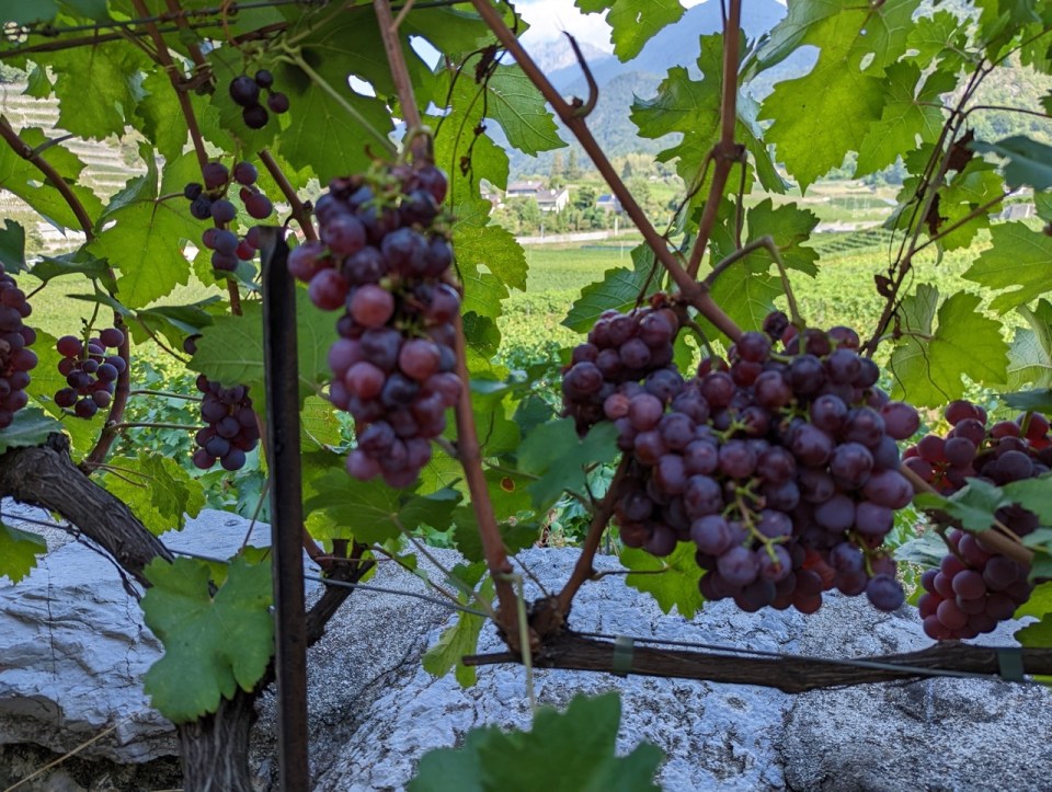 Chateau d'Aigle en Suisse
