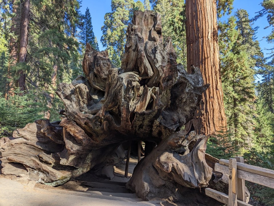The Fallen Monarch Tree dans le Kings Canyon Park
