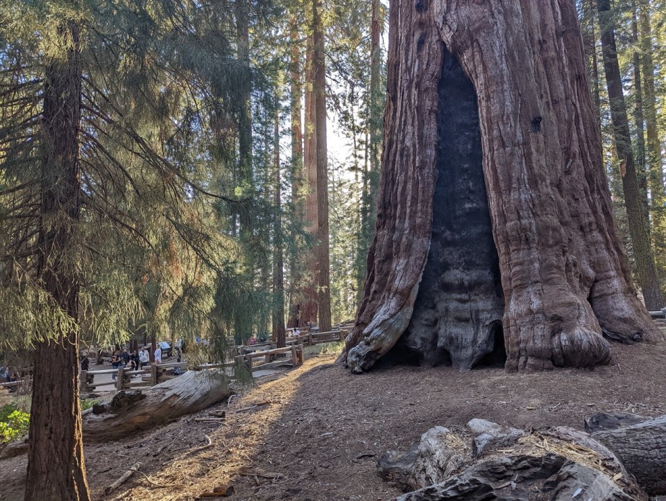 Le General Sherman Tree dans le Sequoia National park