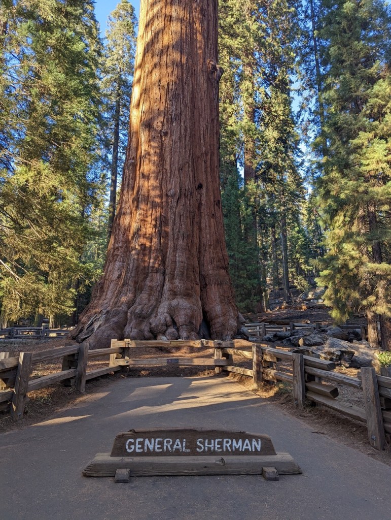 Le General Sherman Tree