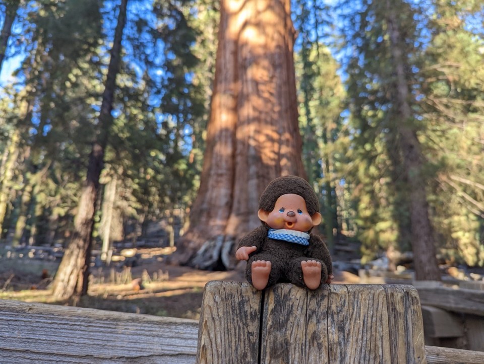 visiter le Sequoia National Park 