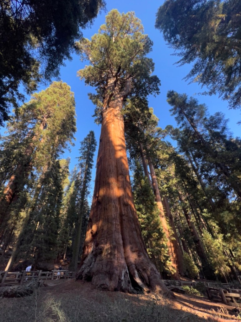 Le General Sherman Tree