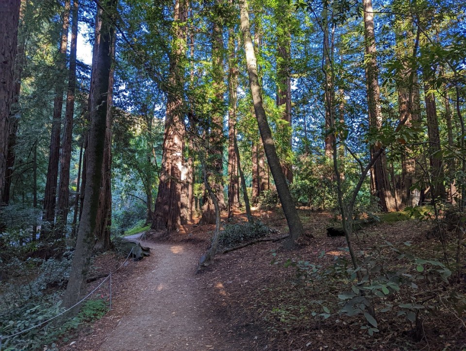 Randonnée river path and Pfeiffer falls trail dans le Pfeiffer Big Sur State Park