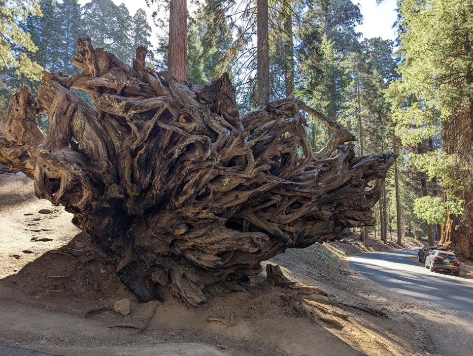 Auto Log sur Crescent Meadows Road dans le Sequoia National Park