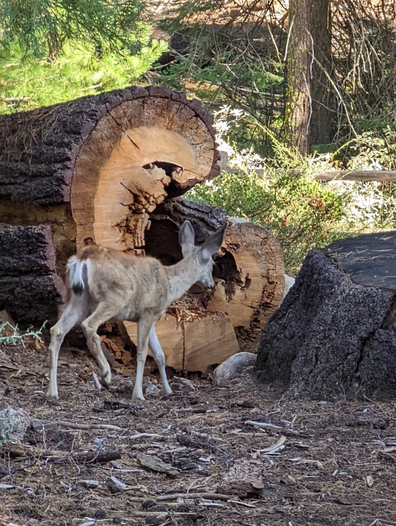 animaux dans le Sequoia National Park 