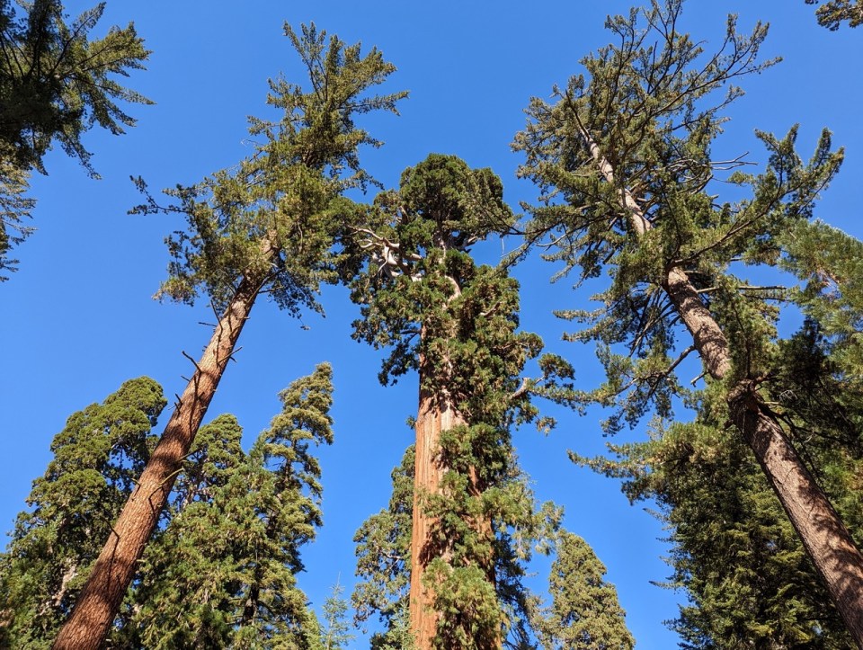 General Grant Tree trail dans le Kings Canyon Park