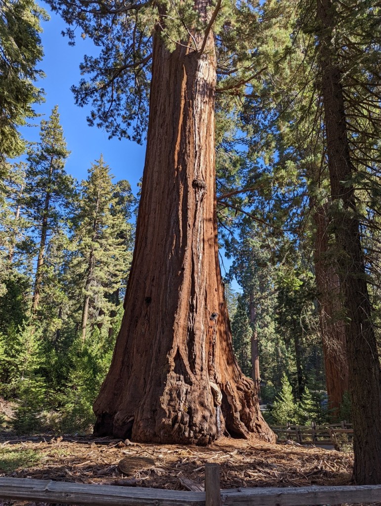General Grant Tree trail dans le Kings Canyon Park