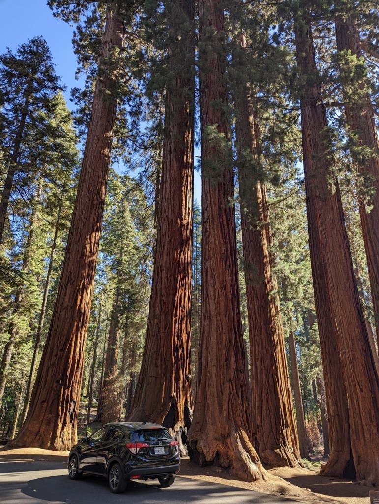 Parker Group sequoias sur Crescent Meadows Road dans le Sequoia National Park
