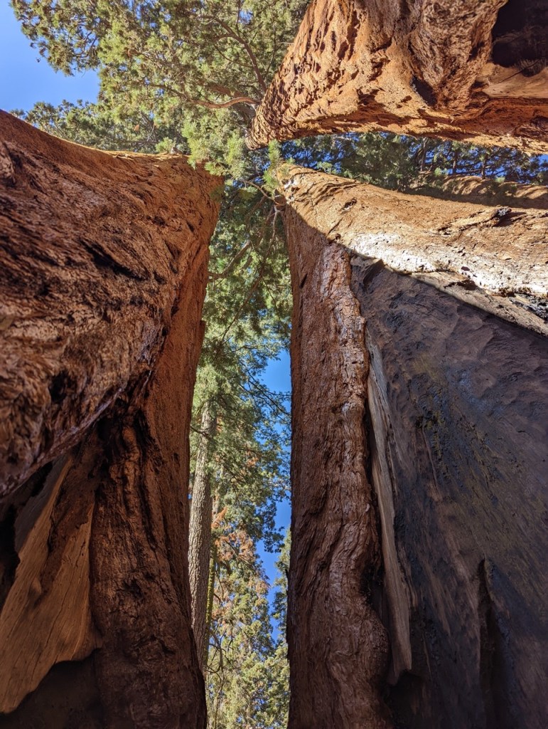 Parker Group sequoias sur Crescent Meadows Road dans le Sequoia National Park