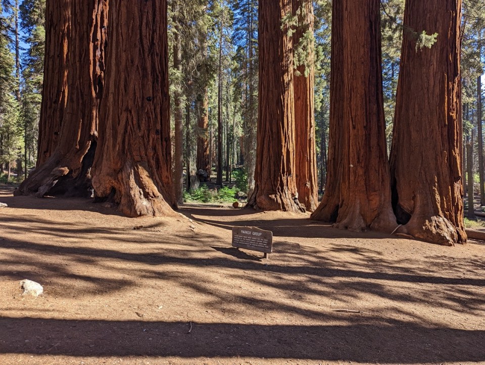 Parker Group sequoias sur Crescent Meadows Road dans le Sequoia National Park