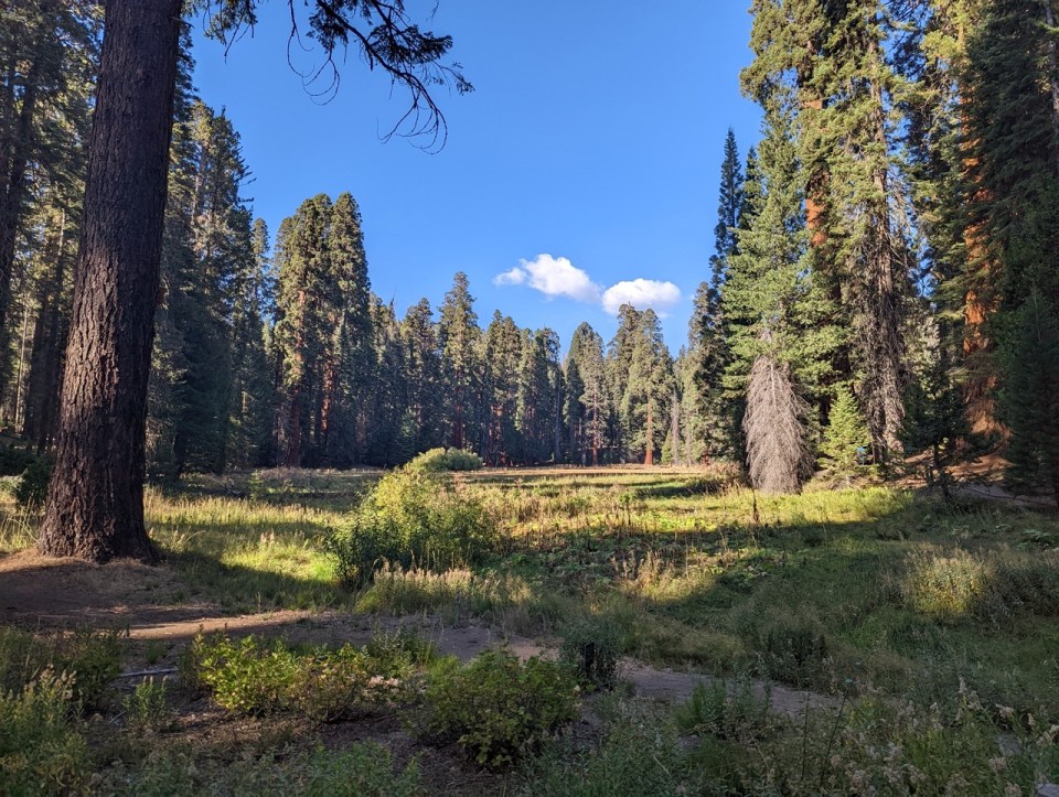 Big Trees Trail au coeur de Giant Forest dans le parc de Sequoia.