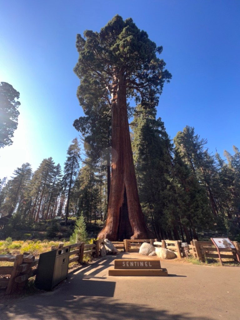 Big Trees Trail au coeur de Giant Forest dans le parc de Sequoia.