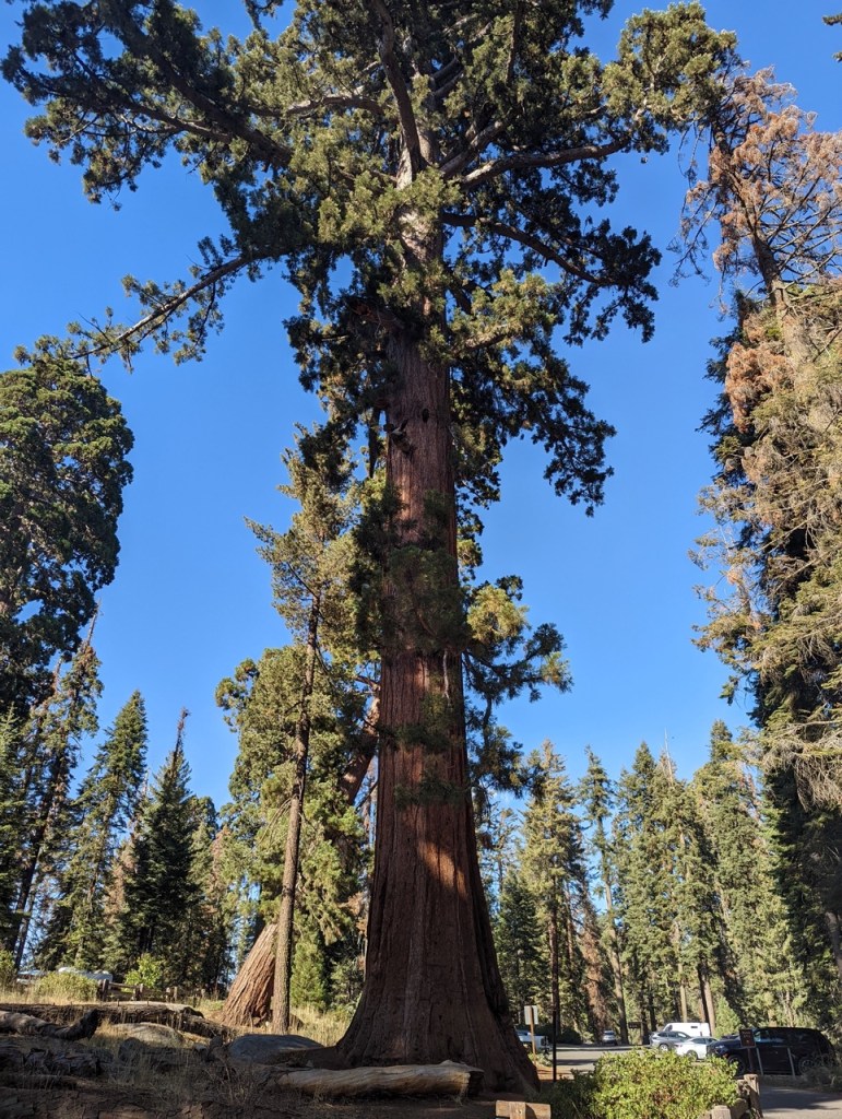 Big Trees Trail au coeur de Giant Forest dans le parc de Sequoia.