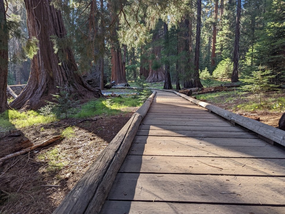 Big Trees Trail au coeur de Giant Forest dans le parc de Sequoia.