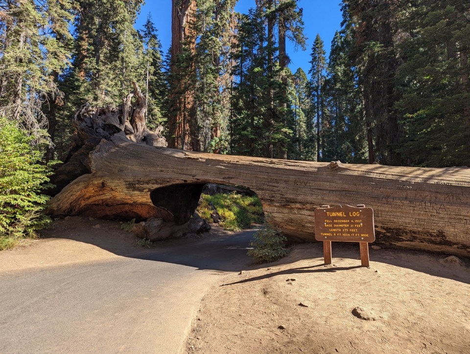 Tunnel Log sur Crescent Meadows Road dans le Sequoia National Park