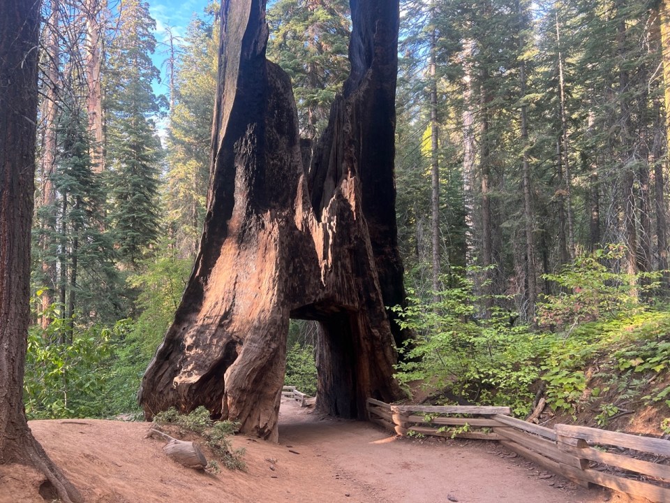 Tuolumne Grove dans Yosemite 