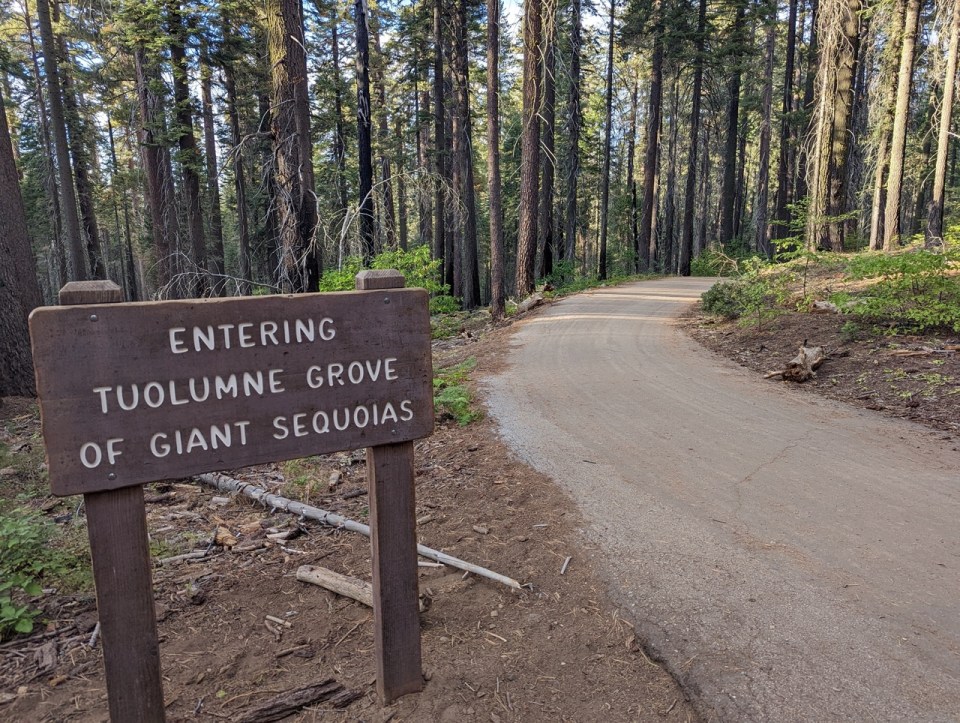 Tuolumne Grove dans Yosemite 