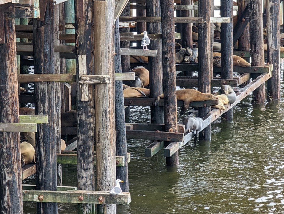 voir les lions de mer à Santa Cruz