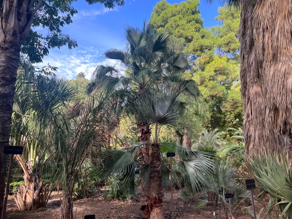 jardin botanique à Madrid