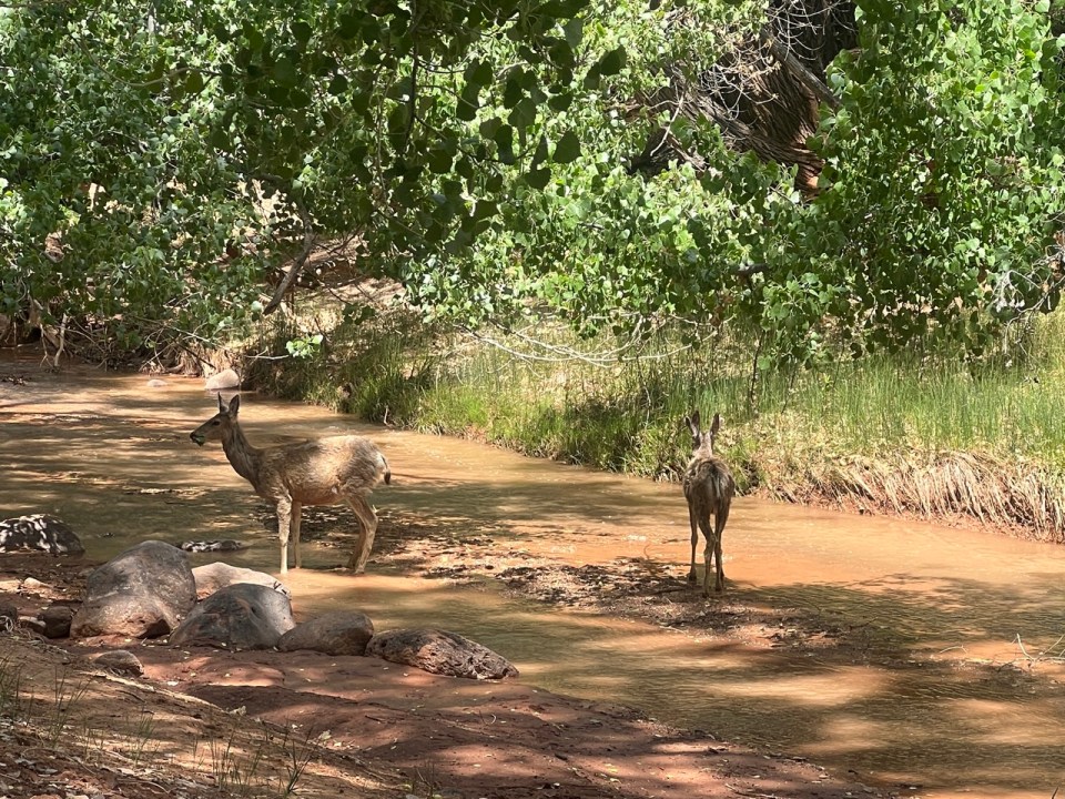 Fruita dans le Capitol Reef National Park