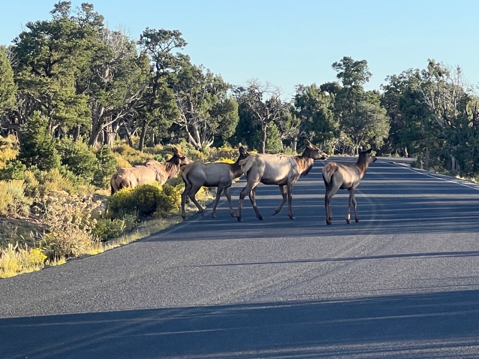 animaux dans les parcs nationaux américains
